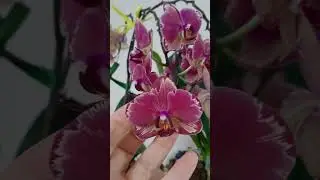ШИКАРНАЯ КОЛЛЕКЦИЯ КРАСОТОК