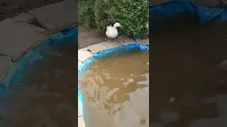 На премию Федька работает #winterbirds #goose #funny #animals #winter #rabbit #birds #юмор