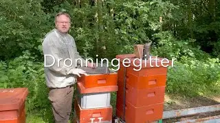 Dronningegitter