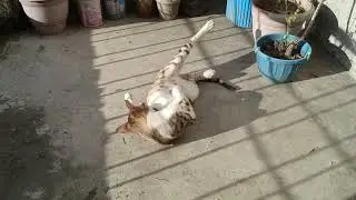Duggu cat 😺😺 