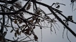 Everything is Covered with Ice. #asmr tour of ice storm