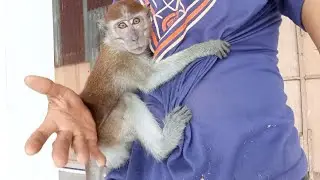 Raising a monkey from a baby‼️now it's this big✅