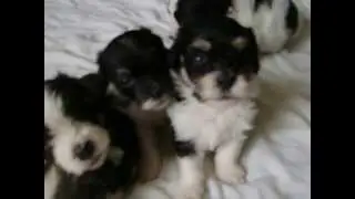 Havanese puppies 3 1/2 weeks old