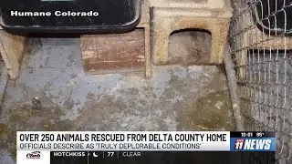 Over 250 dogs and cats rescued from a Western Colorado home