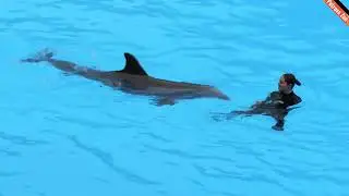 Dolphin show - Loro parque, Tenerife, 2025