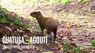 𝑫𝒂𝒔𝒚𝒑𝒓𝒐𝒄𝒕𝒂 𝒑𝒖𝒏𝒄𝒕𝒂𝒕𝒂 / Reserva Curi-Cancha, Monteverde Costa Rica