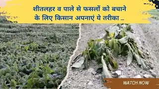 Science behind crops damage by frost