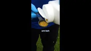 GET RID OF ANTS IN 28 SECONDS!