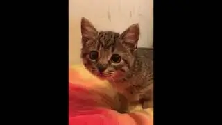 OMG so funny cats cute and funny cat videos  2020 tik tok