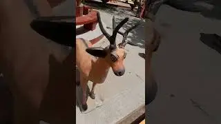 Beautiful This Deer Statue #shorts
