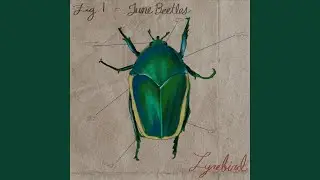 June Beetles