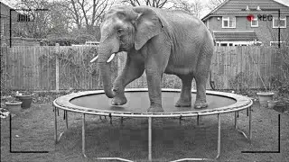 Hidden Camera Captures Funny Animals Jumping on a Trampoline