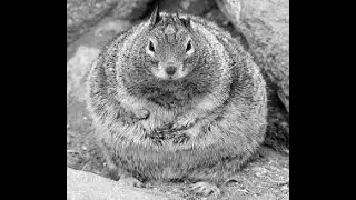 Can you feel my heart Chipmunk version
