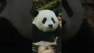 Moon, der Panda | Shorts Trailer Deutsch German | Jetzt im Kino