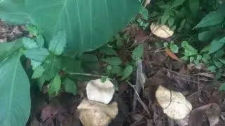 Mushrooms and the god Indra