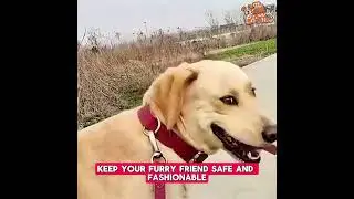 🔥 Must-Have Custom Dog Tag ID for Pets! 🐶✨ Keep Your Pet Safe in Style! 🛡️#petlovers#doglife #dog