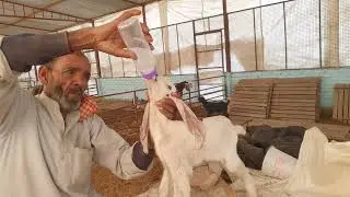 feeding goat with 🍼 bottle (75ml Buffalo 🐃 milk + 75ml water ) one(1day) old baby goat