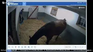 25 Maybe I Will colt by Bolt d'Oro, born 2/6/25 @ 4:32 am