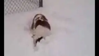 English Bulldog Finnegan Making Snow Angels.