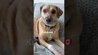 #ванкувер #canada #собакадругчеловека #doglove #vancouverlife