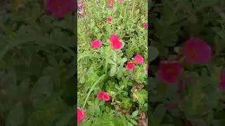 Lovely porculaka 🥰 percelane 🥰💞💞🥰👍👍🦋🐝🦋🐝🦋🐝🦋