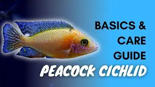 Peacock Cichlid: Basics And Care Guide