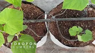 Hydroponic Cucumbers