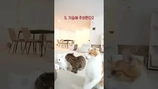 (조금 이상한) 고양이에게 영양제 먹이는 방법