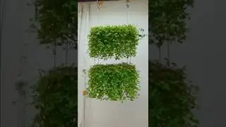 7 Beautiful and Creative Ways of Hanging Turtle Vine | Fast Growing Hanging Plant , link in Comment