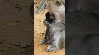cruel mother... #concept #monkey #explore #funnyjokes #shortvideo #viralfeed #animal #funny #latest