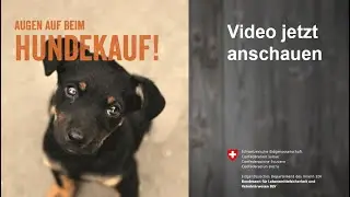 AUGEN AUF BEIM HUNDEKAUF