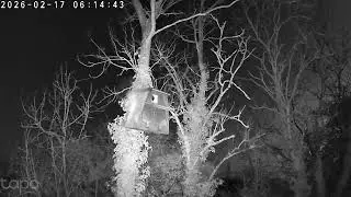 Barney the barn owl doesn't like intruders