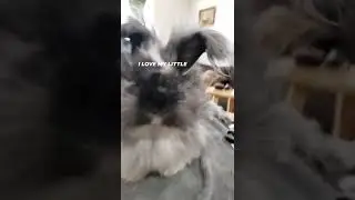 She's such a #diva #spoiled #bunny #rabbit #rabbitsofinstagram #grooming #englishangora