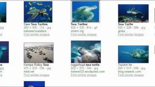 Sea Turtles and  PCC Community Education