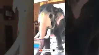 slaga new song | gaja song elephant viral videos