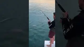 Shovel Nose Sharks Taste Good #dinner #subscribe #fishingvideo #share #funny #viralvideo #shares