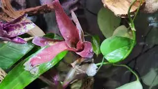 Holy grail tree frog cruziohyla craspedopus/fringe leaf tree frog juvys