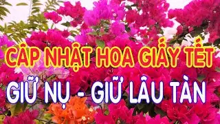 Cập nhật hoa giấy Tết:  Giữ nụ &ndash; giữ hoa bền tới Tết ?
