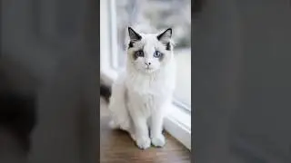 7 Most Beautiful Cat Breeds. #beautifulcat #cats #shorts
