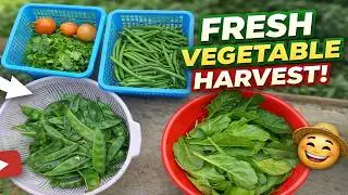 Organic Kheti Ka Kamaal: Palak, Tamatar aur Beans Ki Katai!