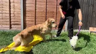 Pattern Game: Off Switch - Dog Training