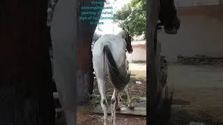 Sign of heat-winking of vulva#veterinary #horse #animaldisease #veterinaryservices #veteducation