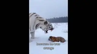 The Most Unbelievable Animal Bond Ever ❤️🐱🐯❄️