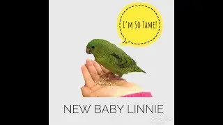 TAME BABY LINEOLATED PARAKEET --- MY NEW PET!