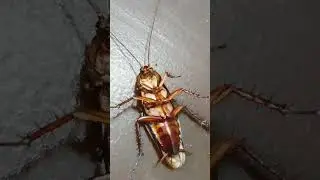Order-Blattodea
