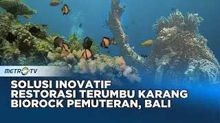 Biorock Pemuteran Bali Solusi Inovatif untuk Restorasi Terumbu Karang #JOURNEY