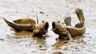 Environmental Science 16 - Evolution
