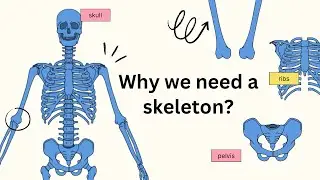 Why we need a skeleton? Lesson 1.2, Cambridge primary science learner&rsquo;s book 4  