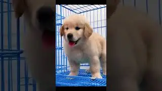 #dog #shortvideo #dogsofinstaworld