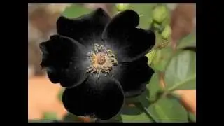Beautiful Rare Black Roses